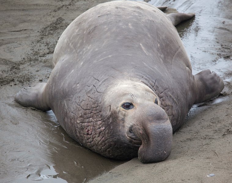 Valorie Lord ELEPHANT SEALS